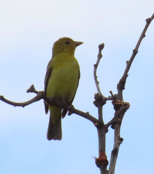 Summer Tanager - ML645776692