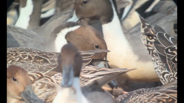 Northern Pintail - ML645776697
