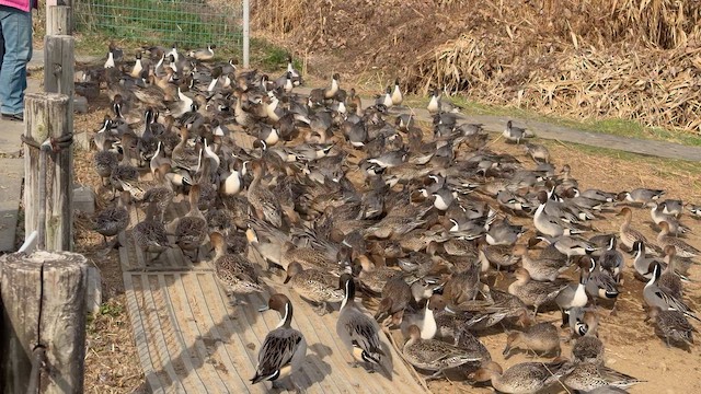 Northern Pintail - ML645776698