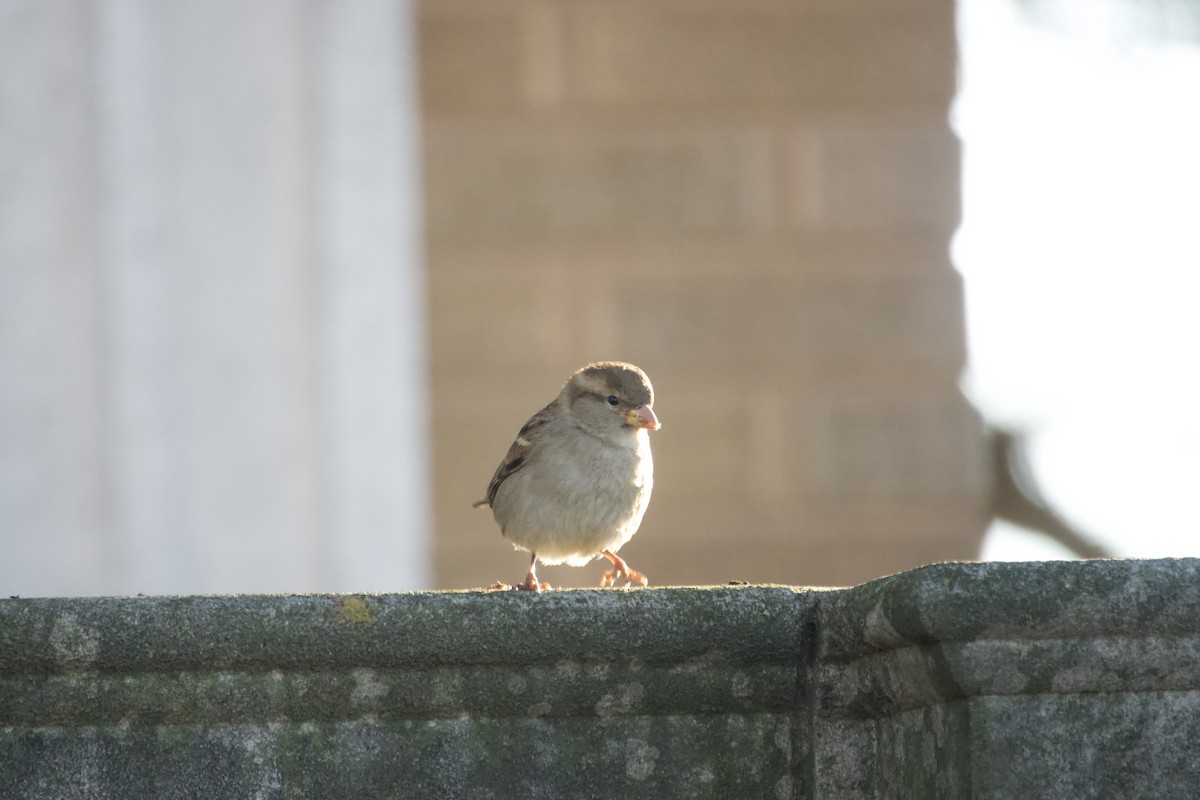 House Sparrow - ML645776699