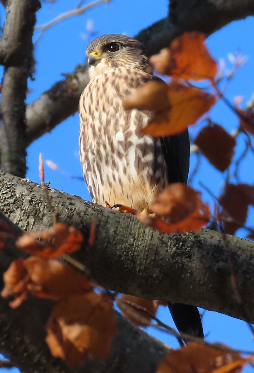 Merlin - ML645776700