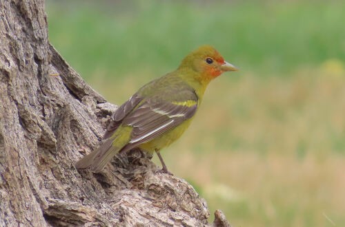 Western Tanager - ML645776701