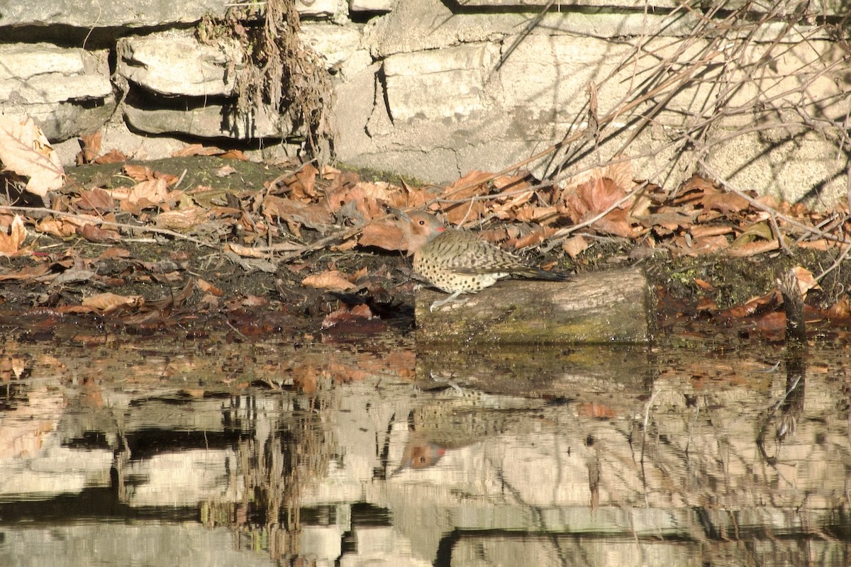 Northern Flicker - ML645776703