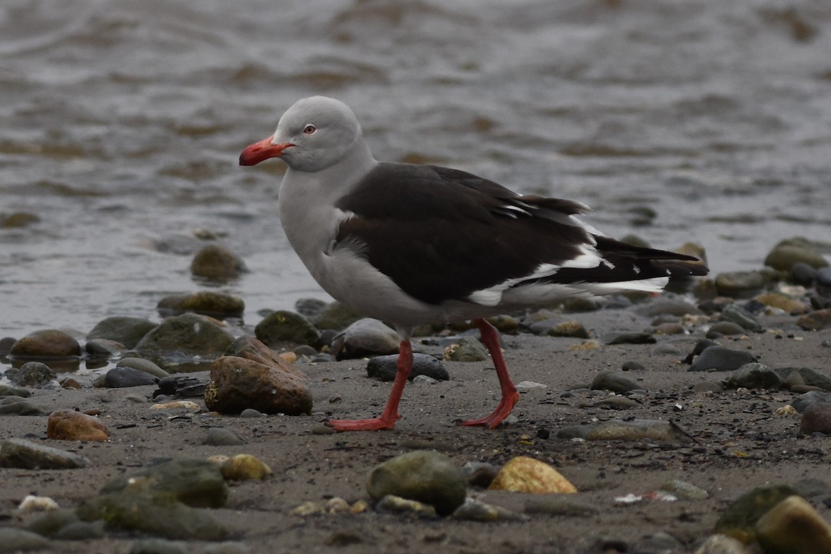 Dolphin Gull - ML645776705