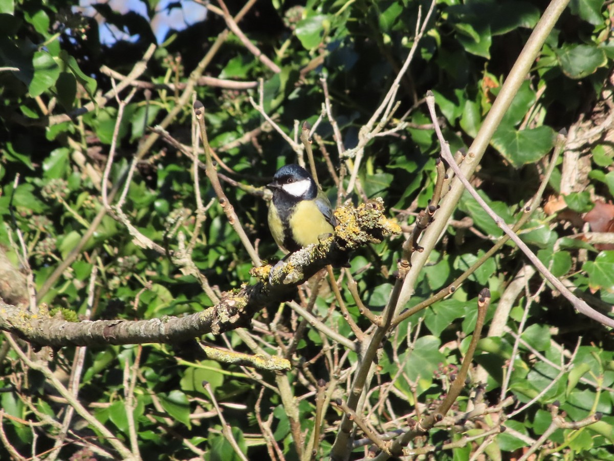 Great Tit - ML645776706