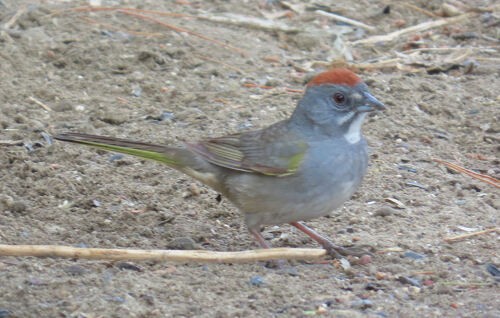 Green-tailed Towhee - ML645776707