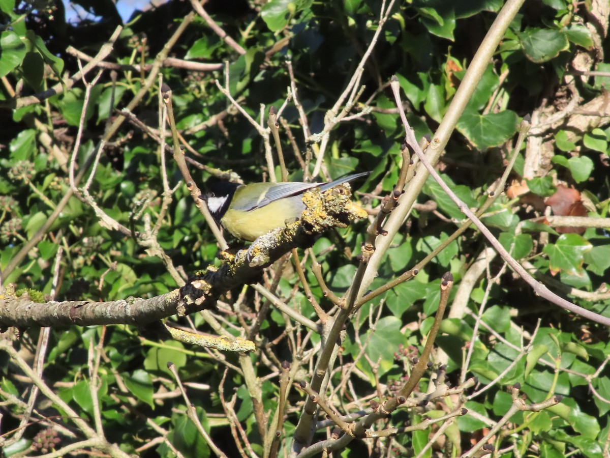 Great Tit - ML645776708