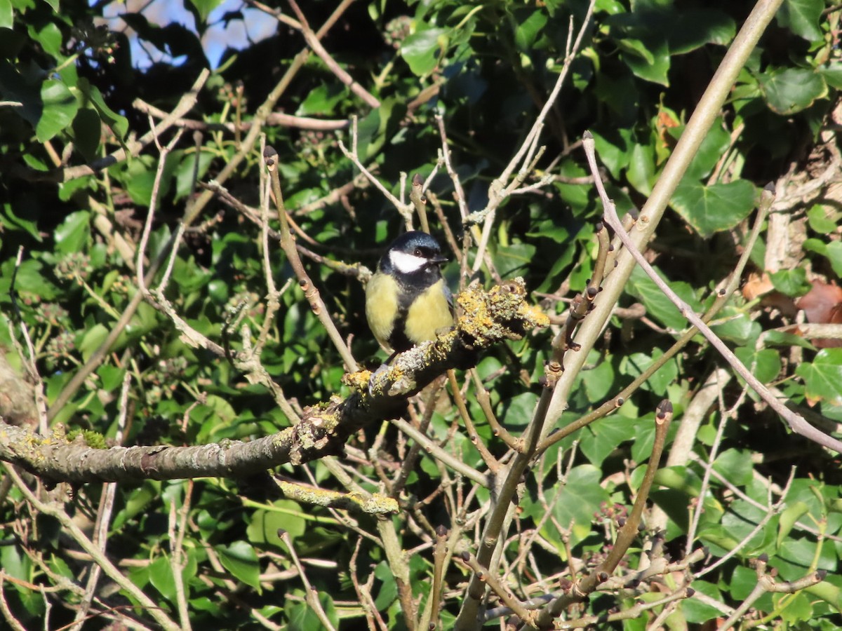 Great Tit - ML645776709