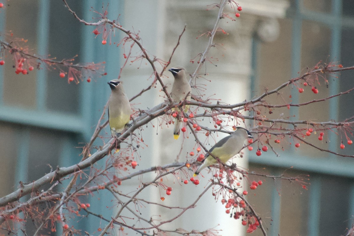Cedar Waxwing - ML645776712