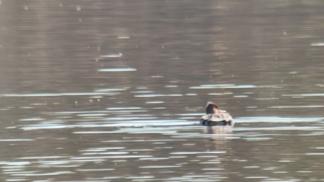 Крех малий - ML645776713