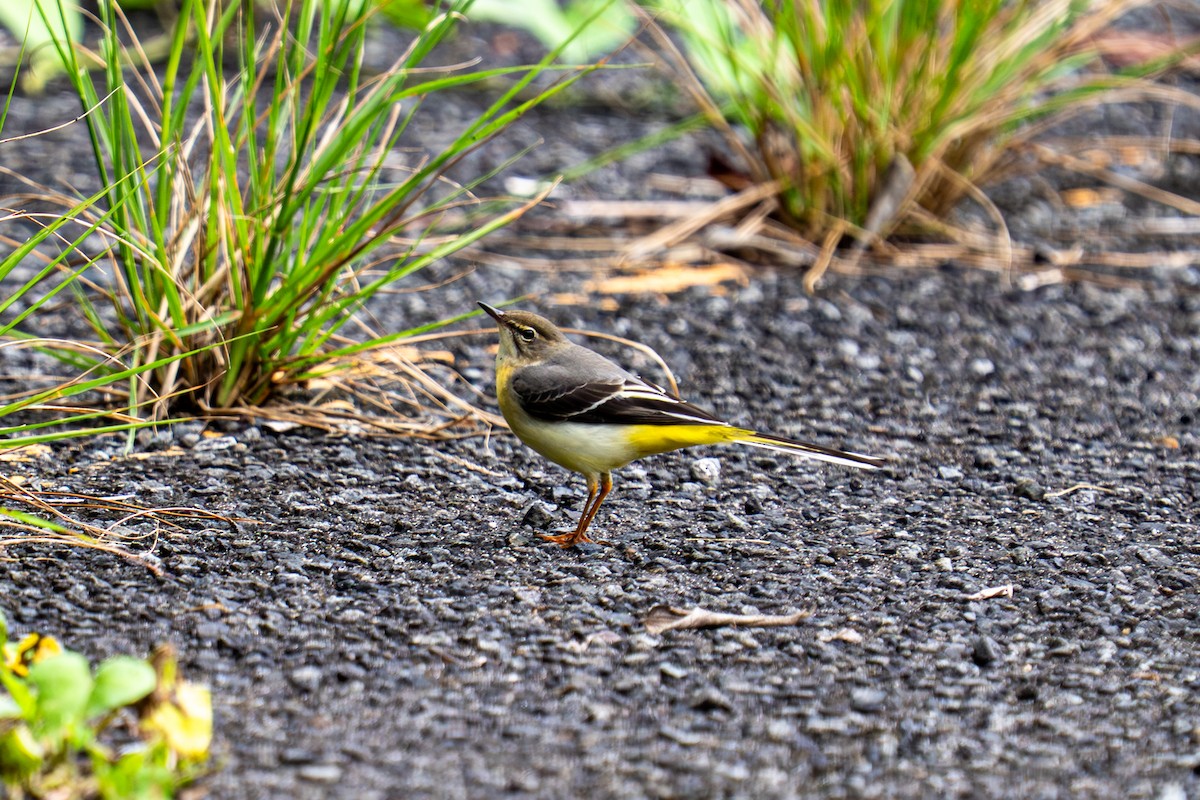 Gray Wagtail - ML645776714
