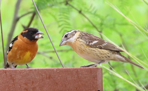 Black-headed Grosbeak - ML645776717