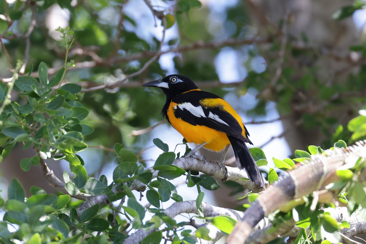 Venezuelan Troupial - ML645776719