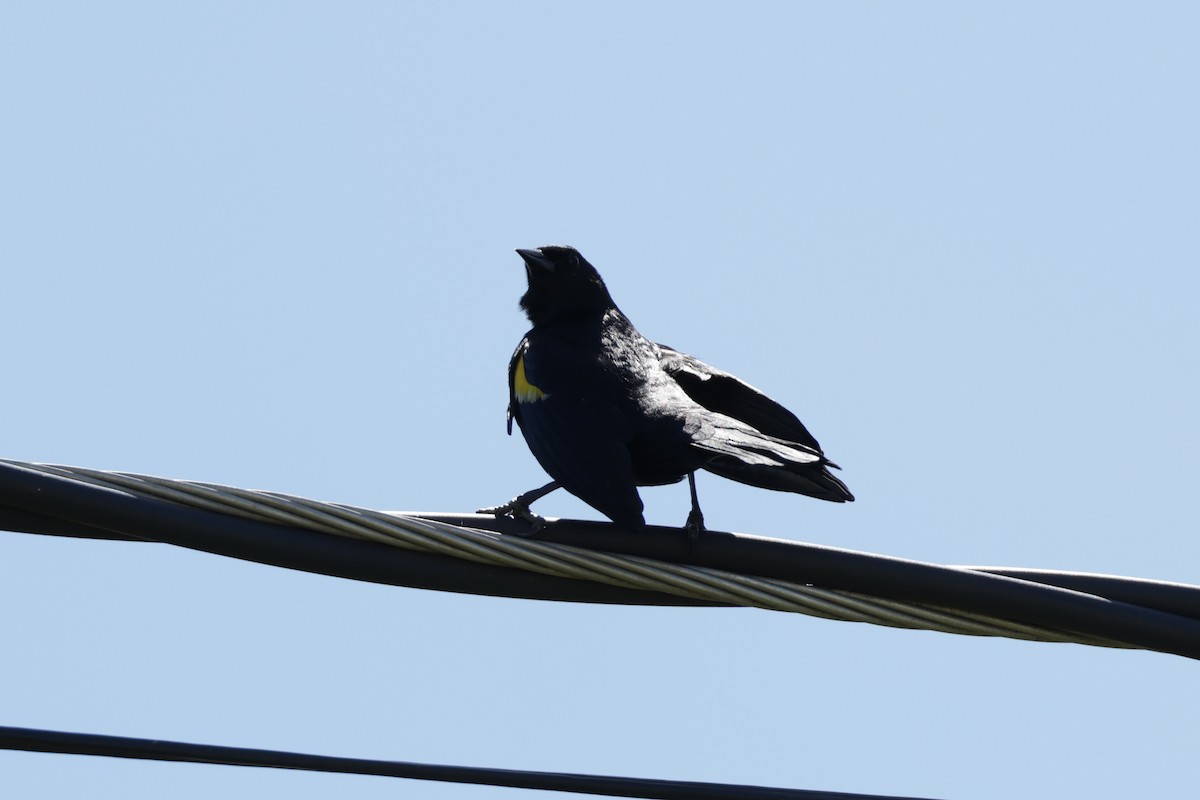Yellow-shouldered Blackbird - ML645776721