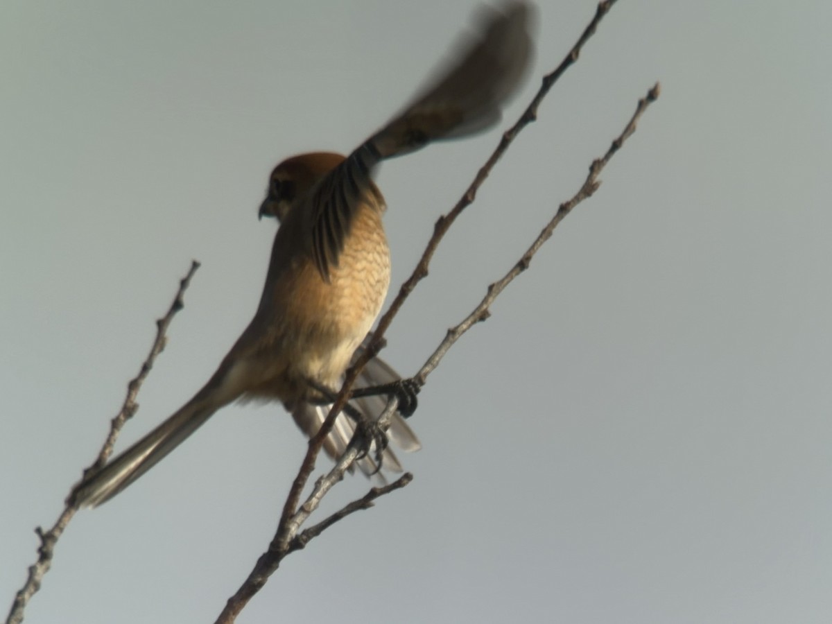 Bull-headed Shrike - ML645776722