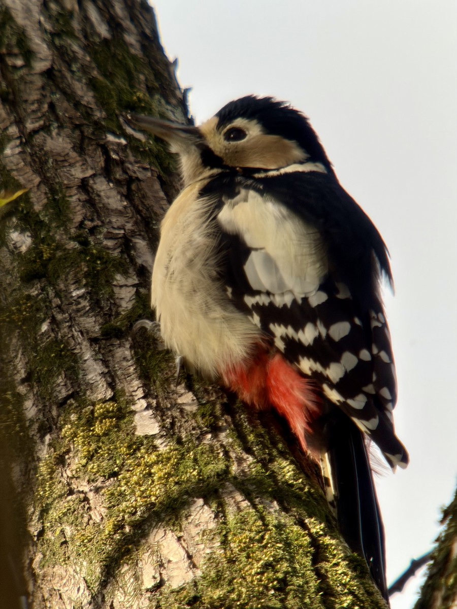 Great Spotted Woodpecker - ML645776723