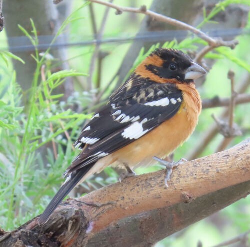 Black-headed Grosbeak - ML645776725