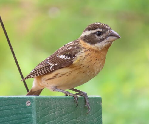 Black-headed Grosbeak - ML645776727