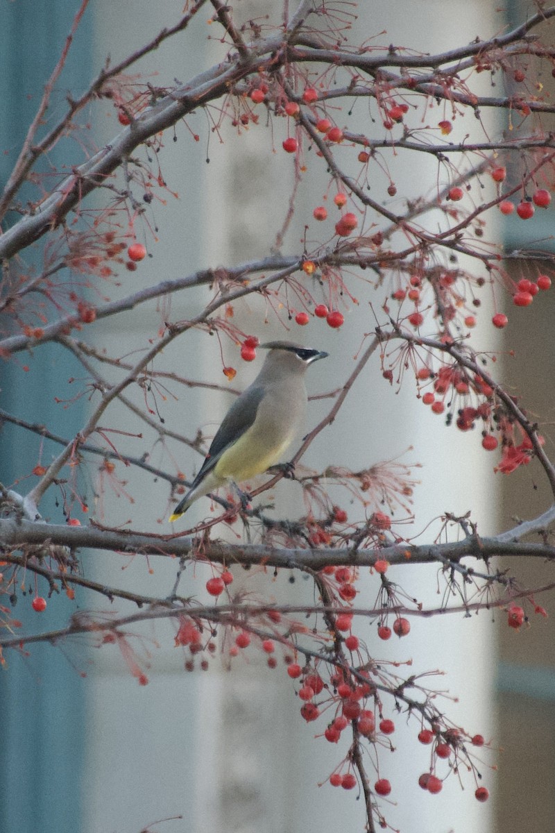 Cedar Waxwing - ML645776729
