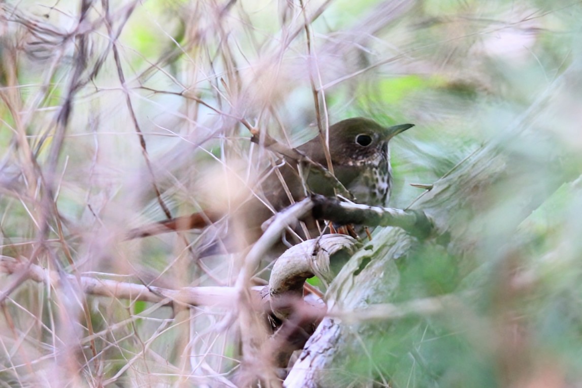 Дрізд-короткодзьоб плямистоволий - ML645776746