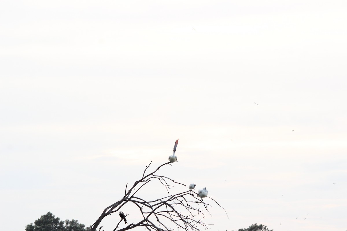 Pelícano Oriental - ML645776751