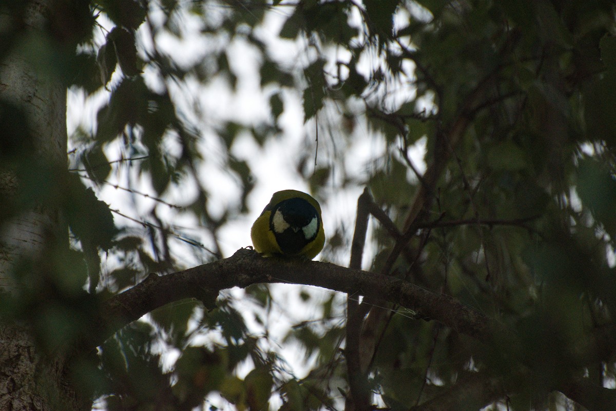 Kohlmeise - ML645776755