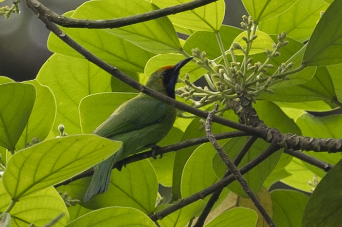 Золотолобая листовка - ML645776756