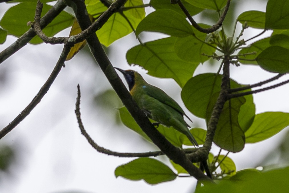 Золотолобая листовка - ML645776757