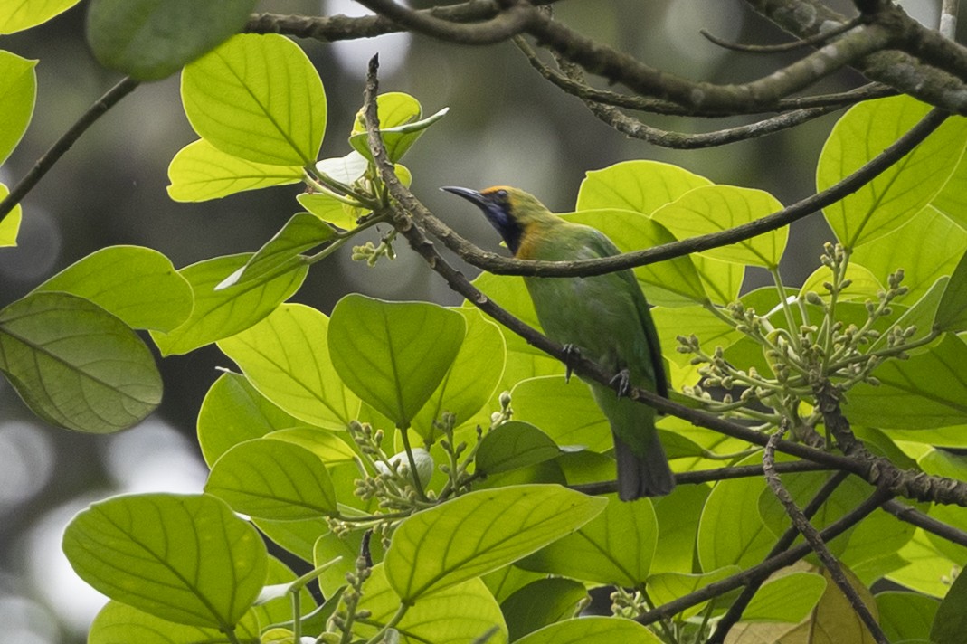 Золотолобая листовка - ML645776758