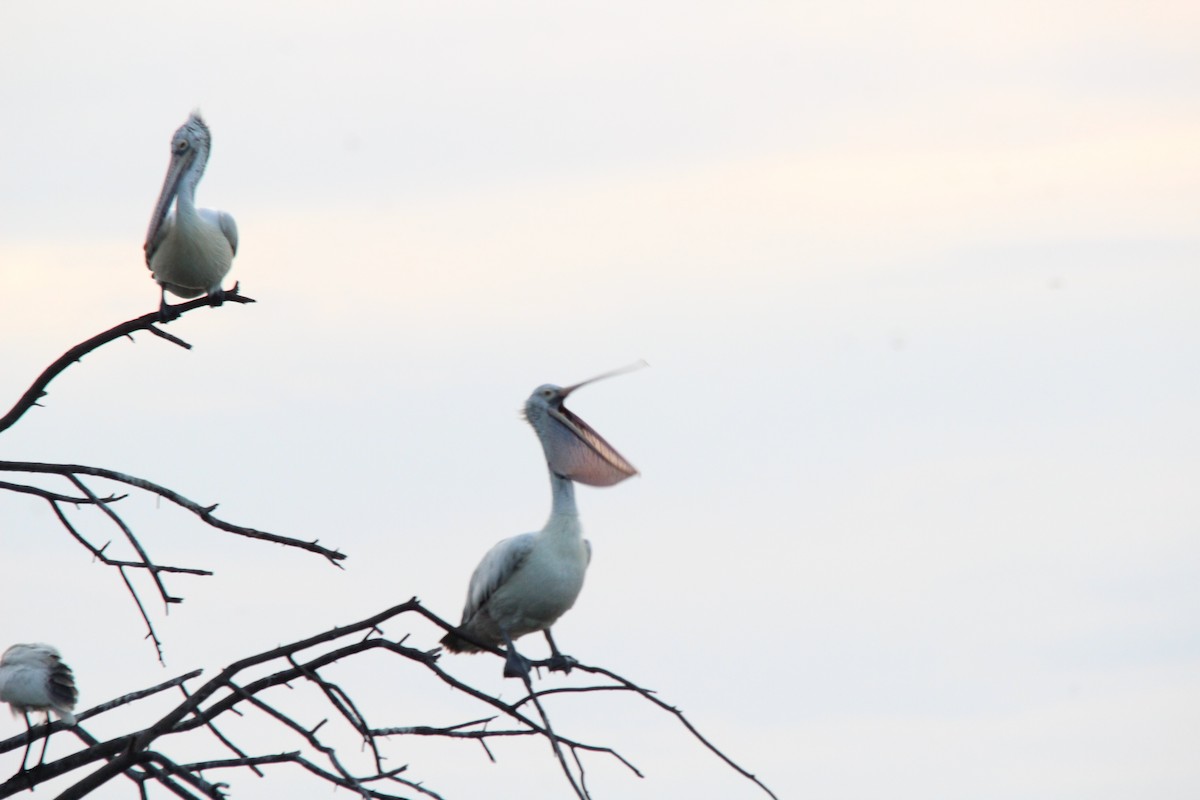 ホシバシペリカン - ML645776762