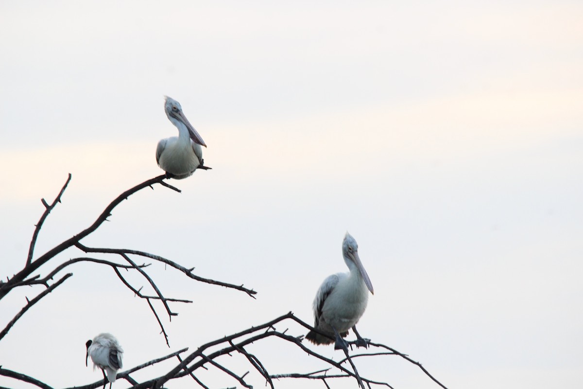 Pelícano Oriental - ML645776763