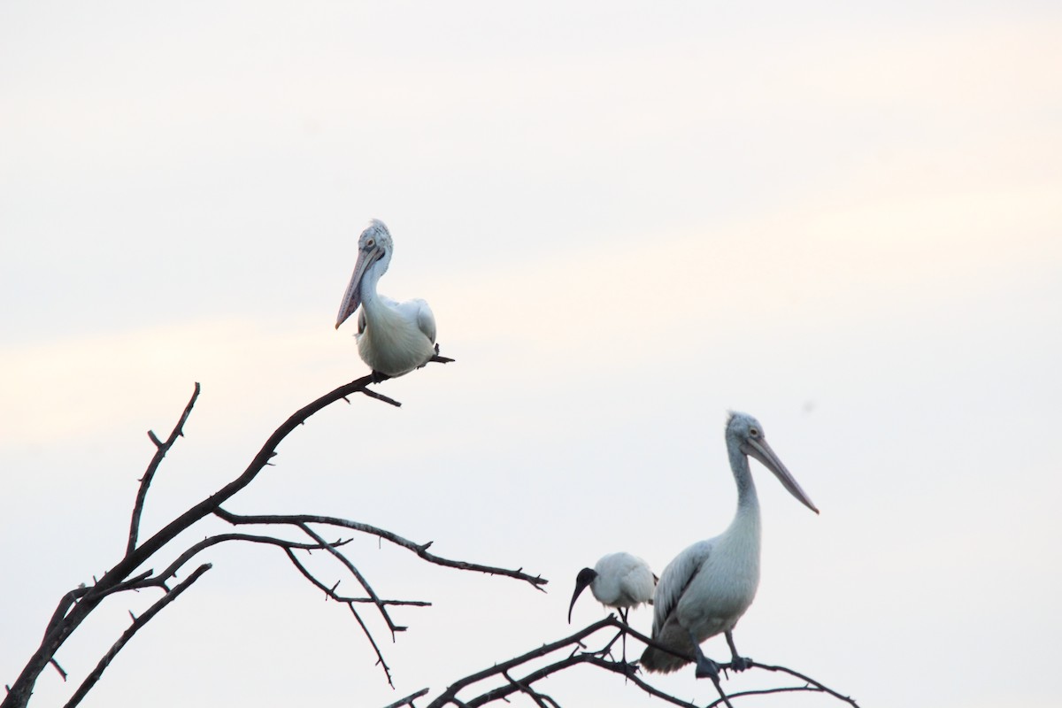 ホシバシペリカン - ML645776766