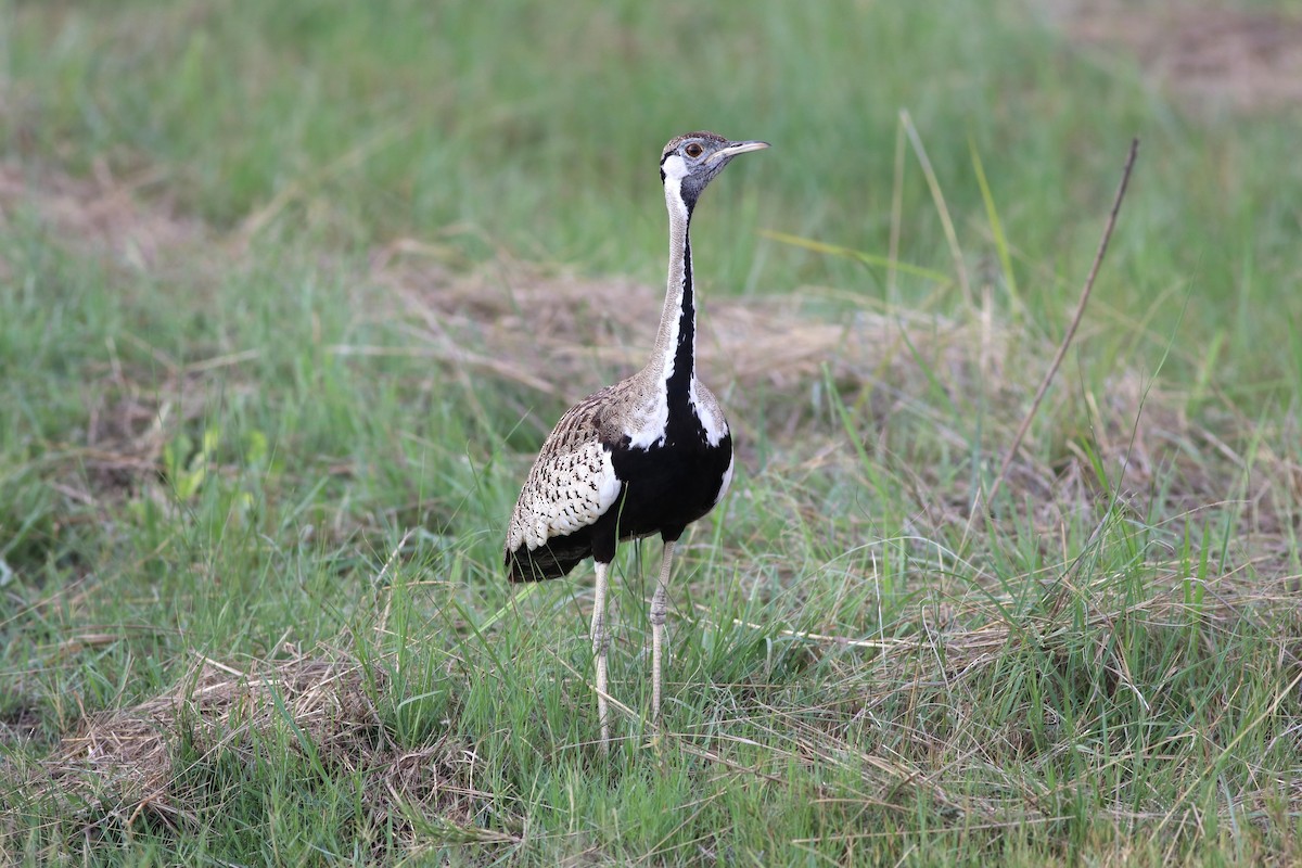 Black-bellied Bustard - ML645776770