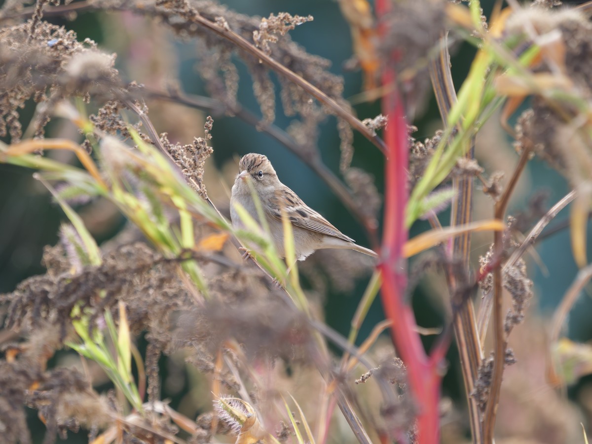 Chipping Sparrow - ML645776772