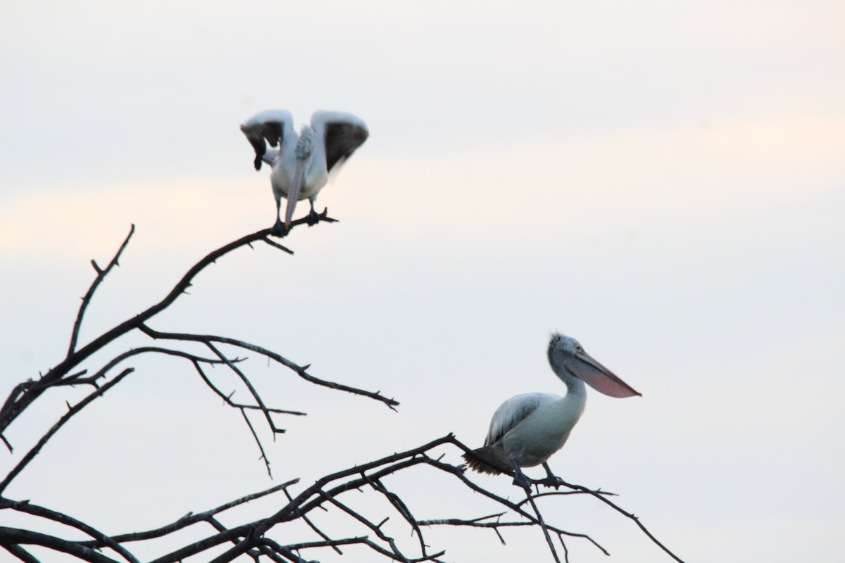 Pelícano Oriental - ML645776774