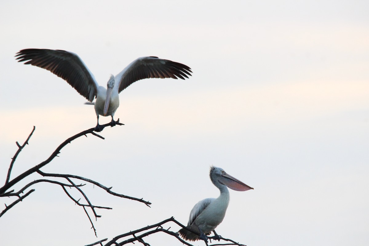 Pelícano Oriental - ML645776776
