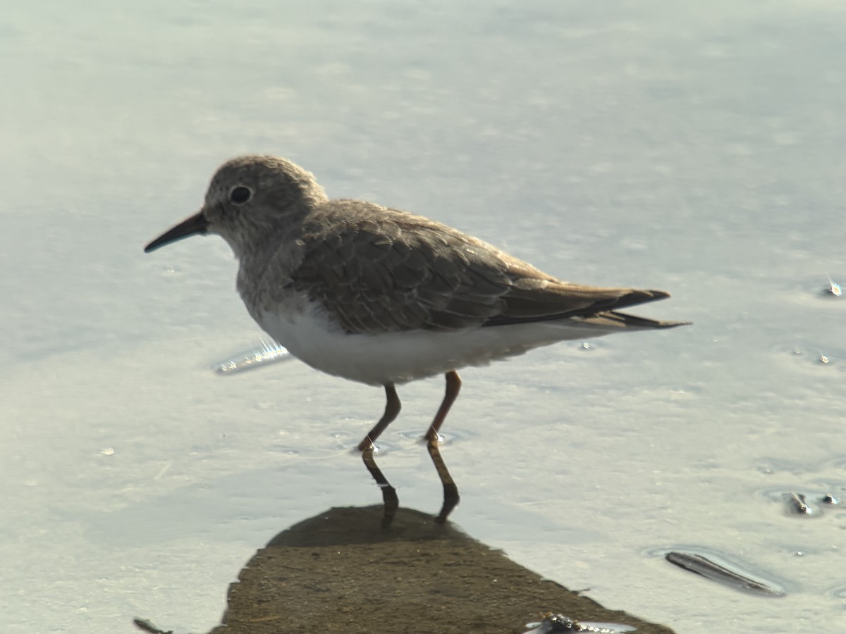 Temminck's Stint - ML645776784