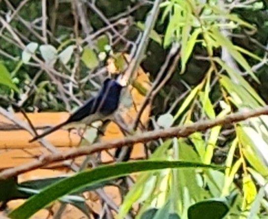 Oriental Magpie-Robin - ML645776785