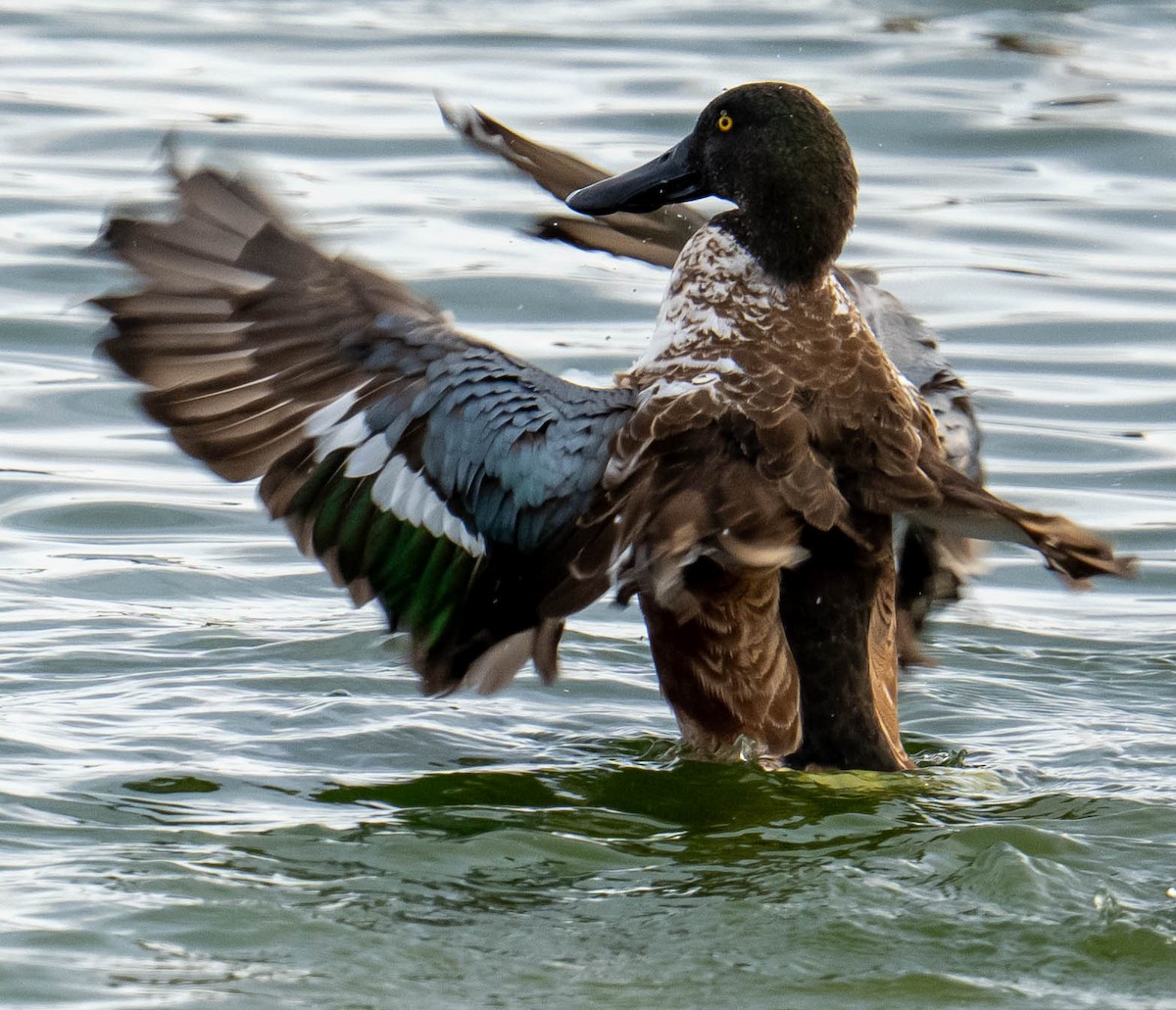 Northern Shoveler - ML645776787