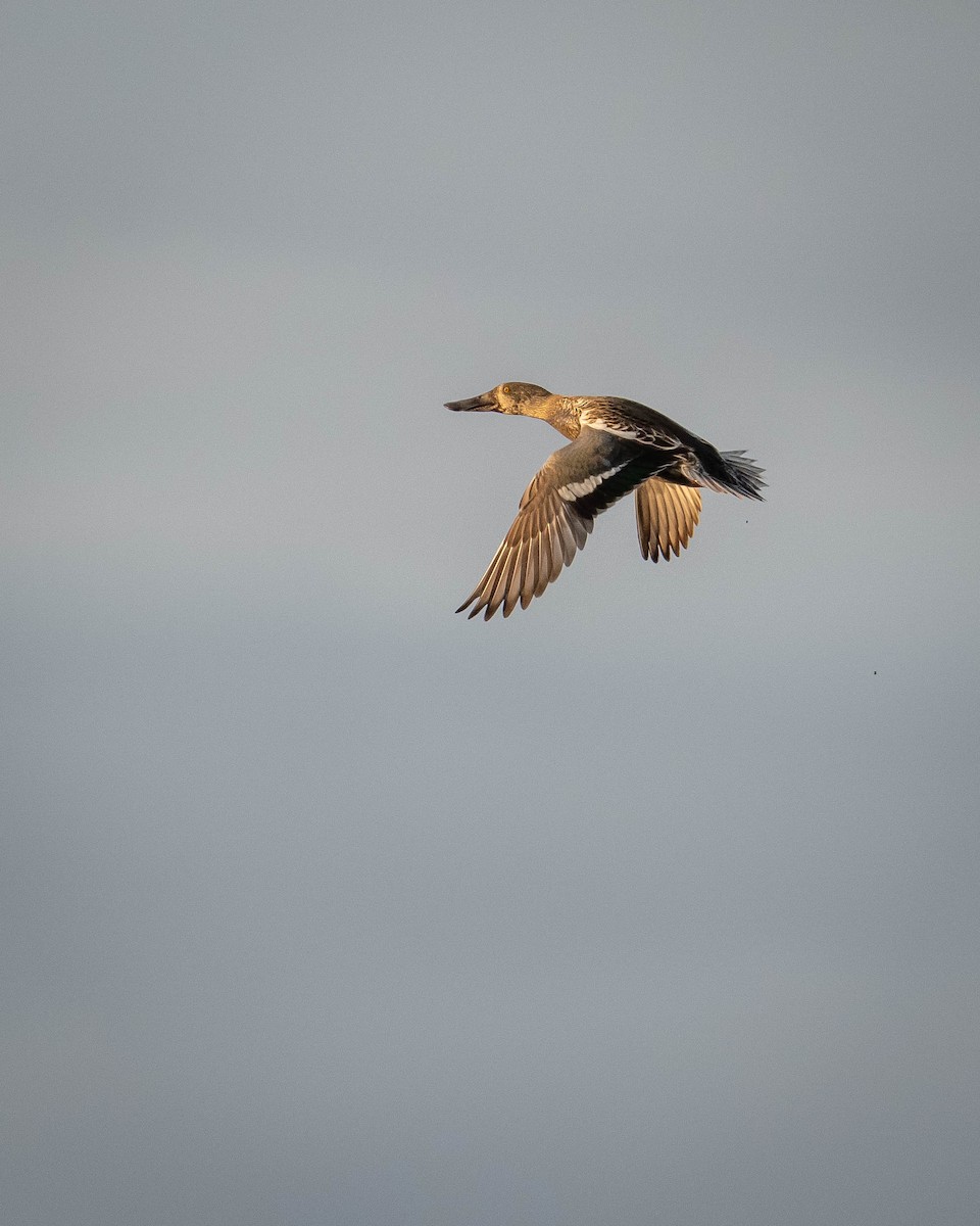 Northern Shoveler - ML645776789
