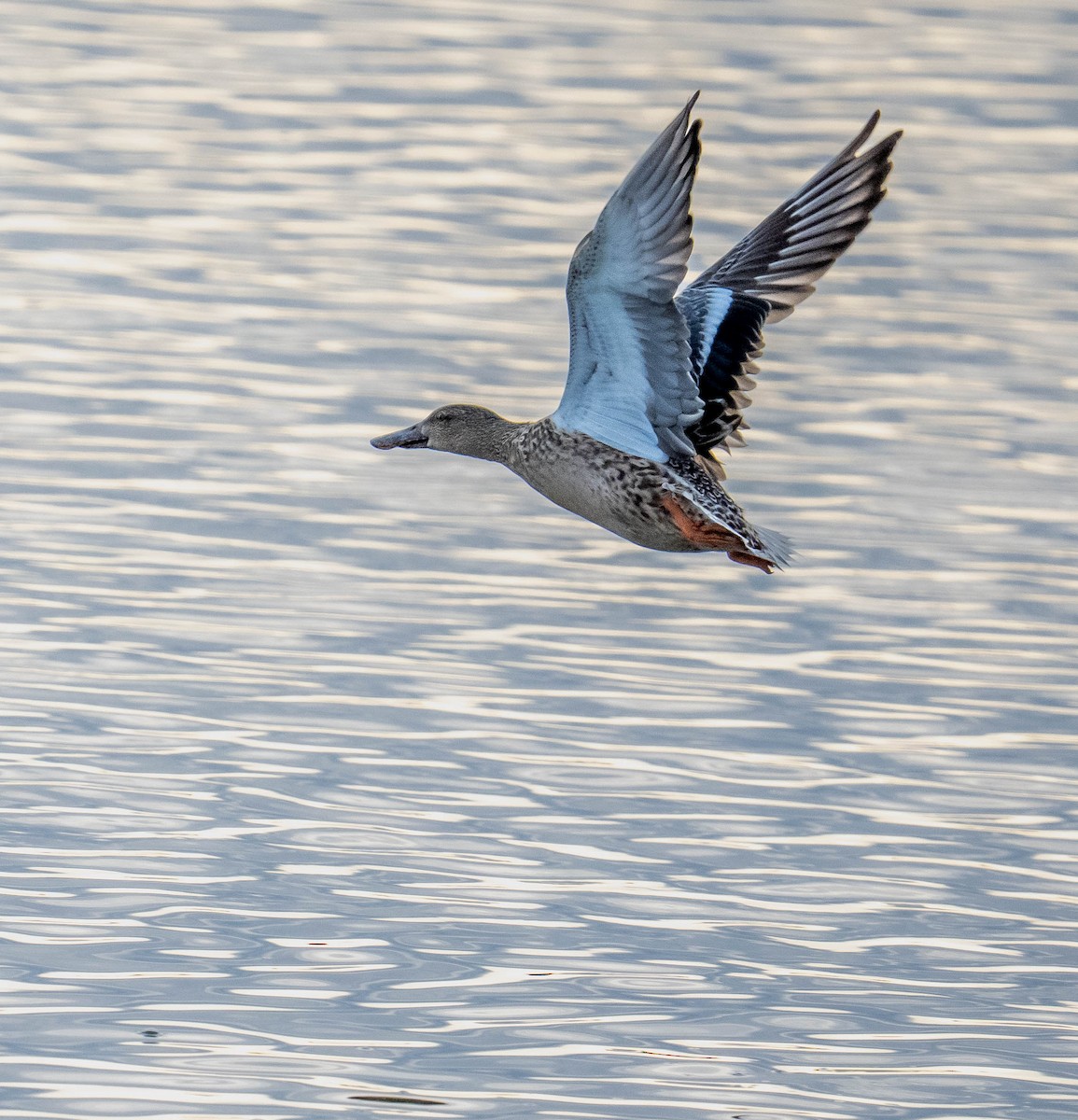 Northern Shoveler - ML645776791