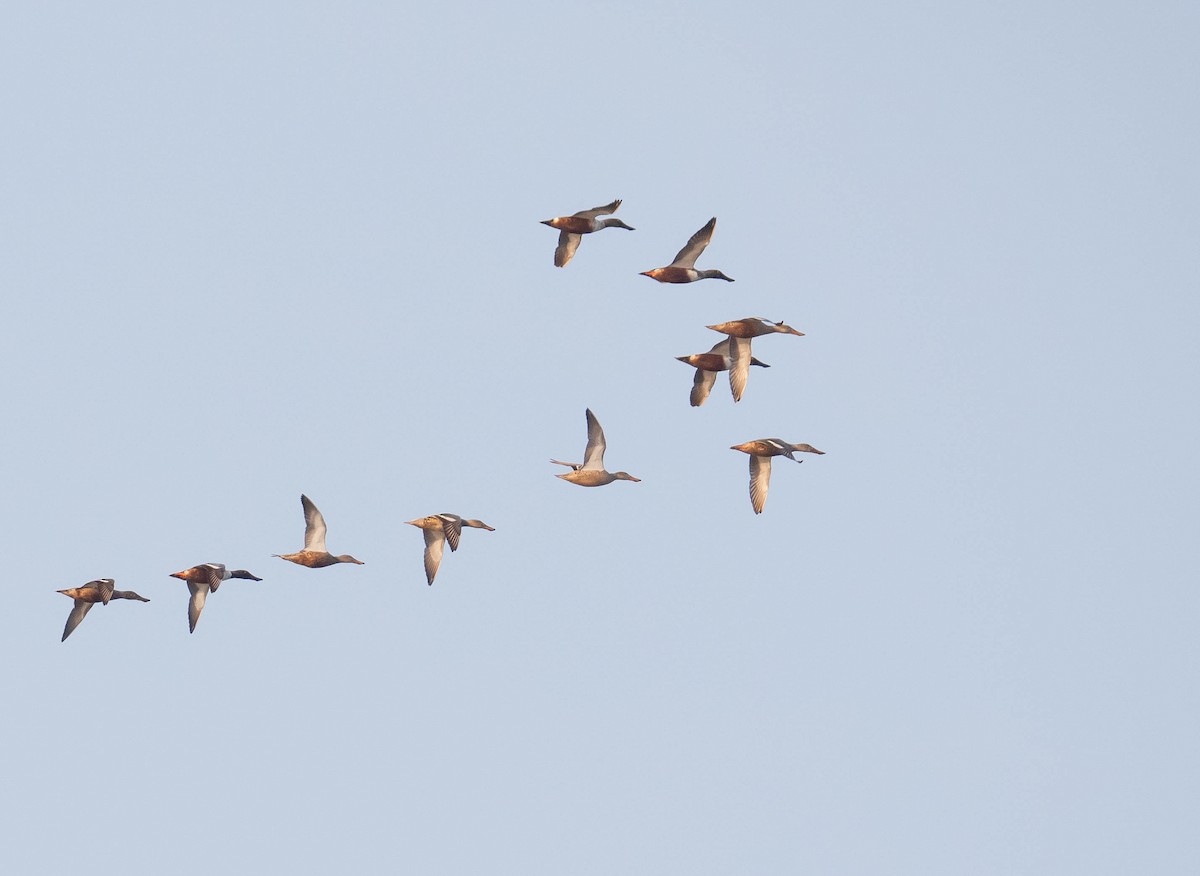 Northern Shoveler - ML645776792