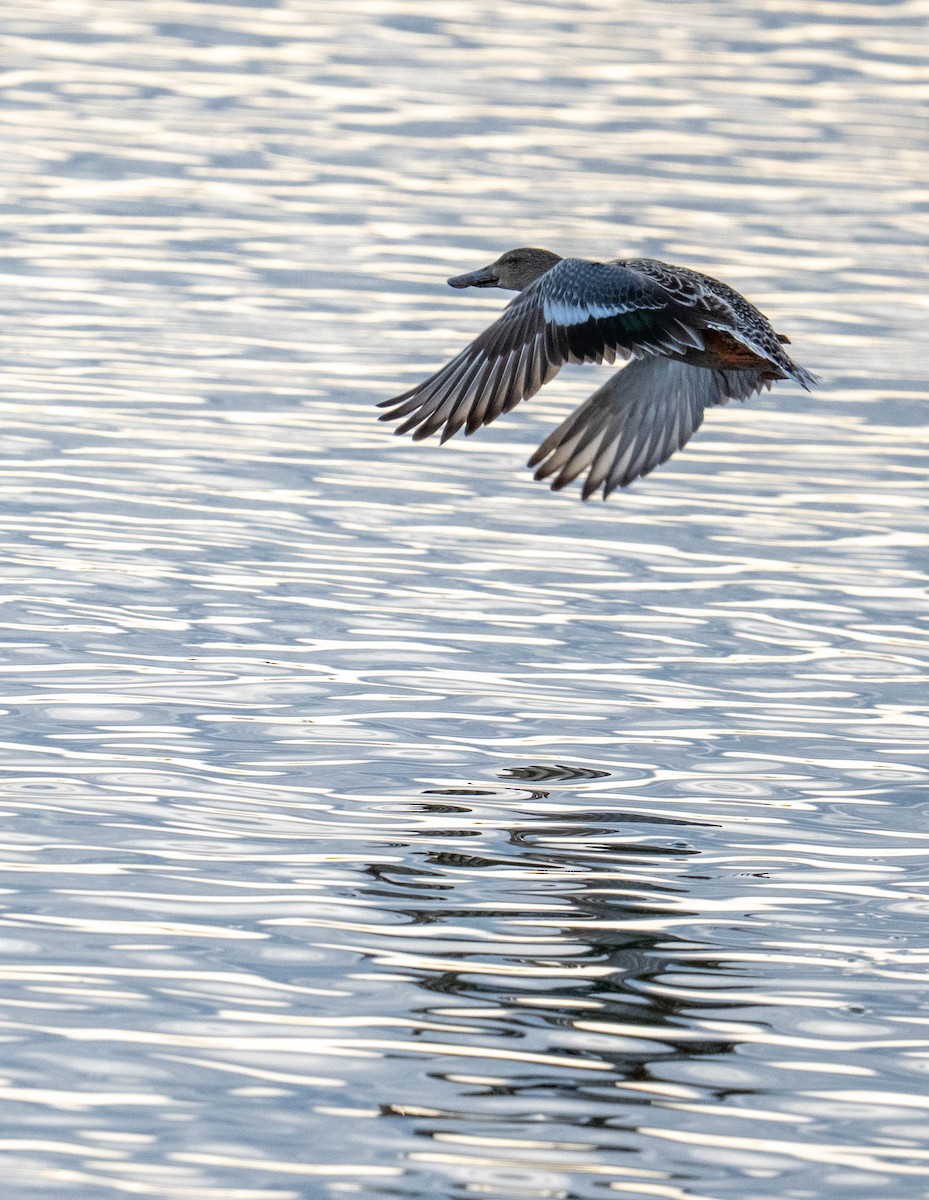 Northern Shoveler - ML645776795