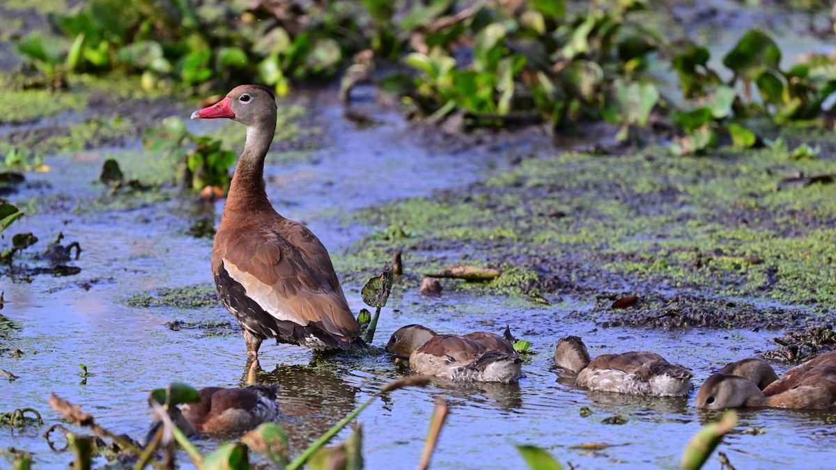 Black-bellied Whistling-Duck - ML645776796