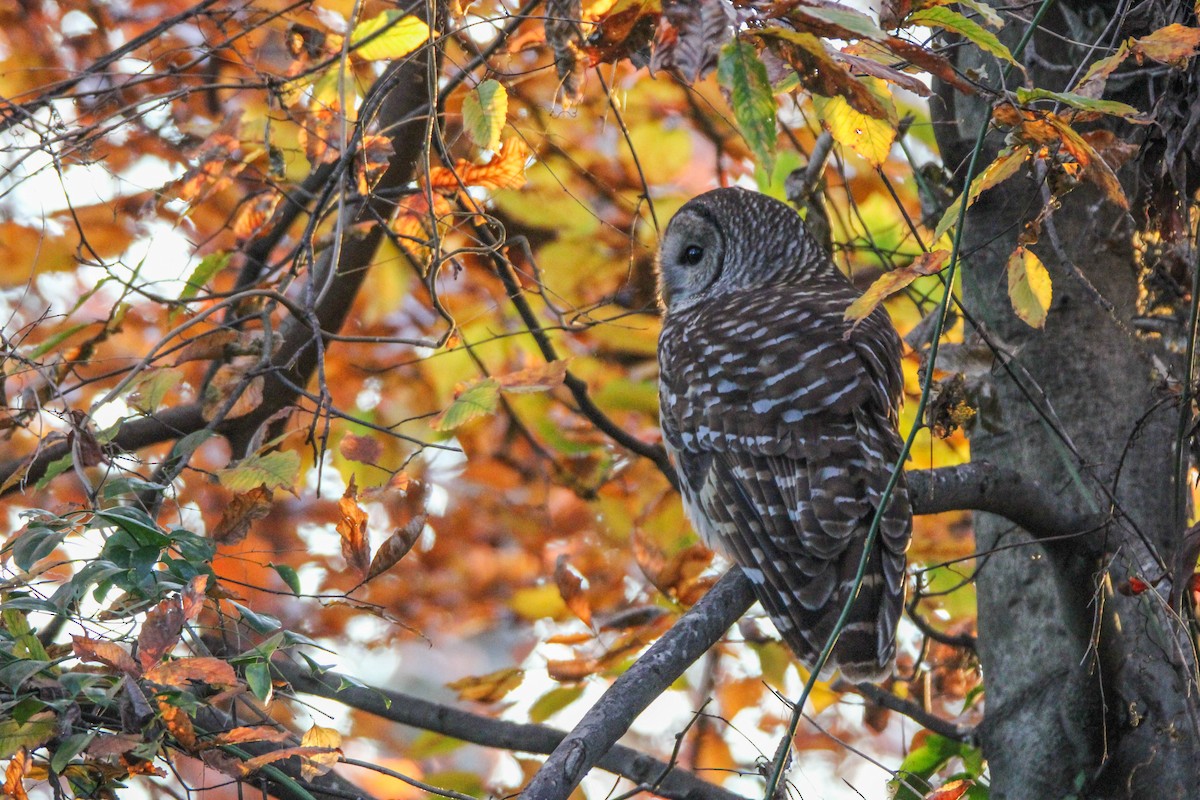 Barred Owl - ML645776797