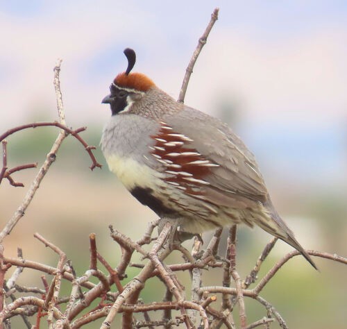 Gambel's Quail - ML645776799