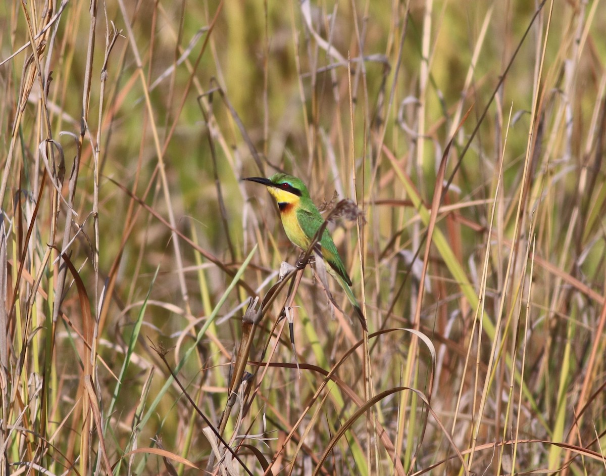 Little Bee-eater - ML645776800