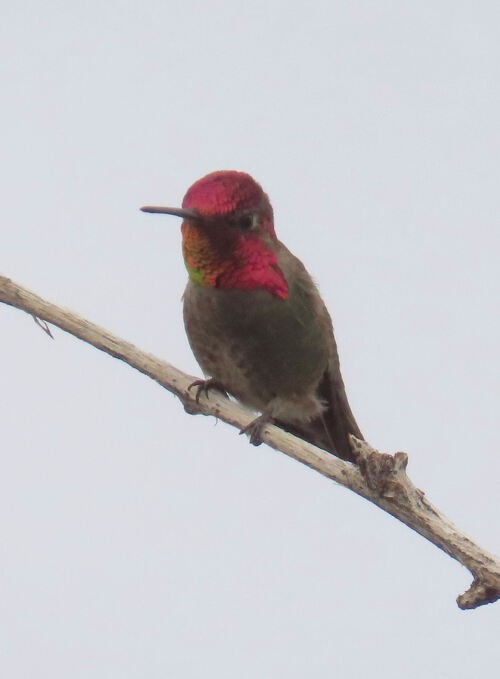 Anna's Hummingbird - ML645776802