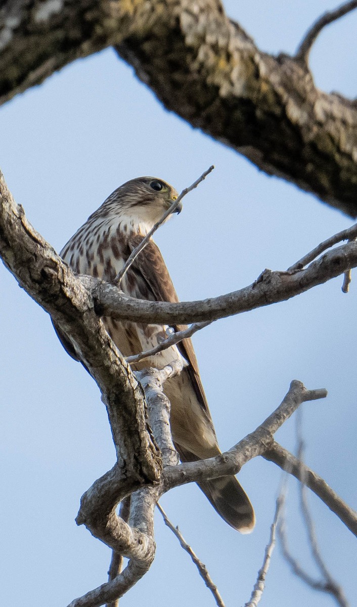 Merlin - ML645776804