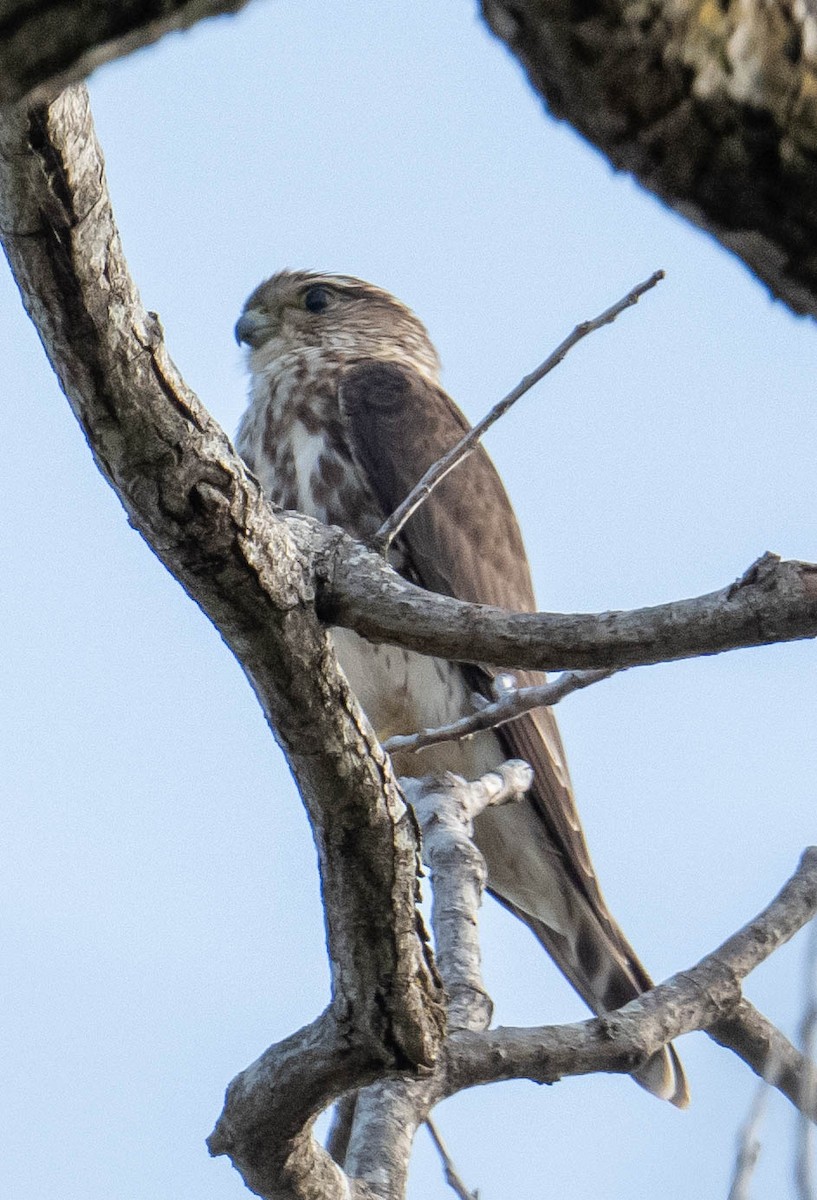 Merlin - ML645776805